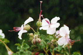 Geranium x cantabrigiense 'Biokovo'